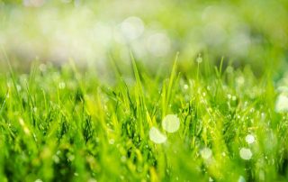 healthy spring grass from proper lawn care