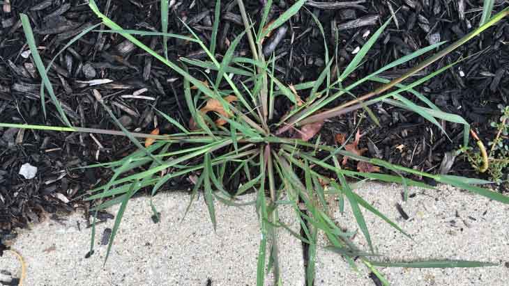 Crabgrass Control and Prevention