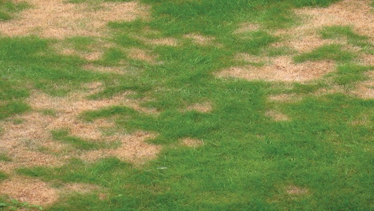 Lawn Disease Fungus & Brown Patches