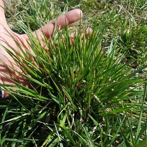 fescue grass clump