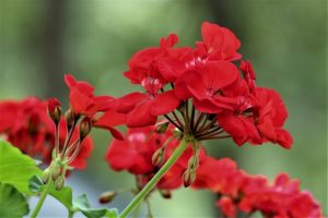 Plant geraniums in spring in houston