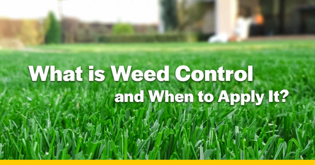 Houston Weed Control Green Bee Lawn Care